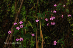 Impatiens viscosa